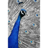 Blue Peacock: The Indian Peafowl or Blue Peafowl Is a Large and Brightly Colored Bird, Native to South Asia. - Paperback