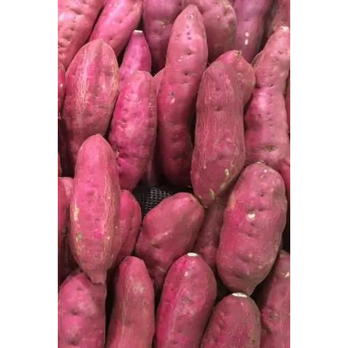 Sweet Potatoes: The Sweet Potato Is a Dicotyledonous Plant That Belongs to the Bindweed or Morning Glory Family, Convolvulaceae. Its L - Paperback