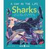 Sharks (a Day in the Life): What Do Great Whites, Hammerheads, and Whale Sharks Get Up to All Day? - Hardcover