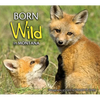 Born Wild in Montana - Paperback