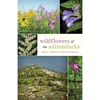 Wildflowers of the Adirondacks - Paperback
