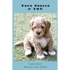 Your Doodle & You: A Guide to Breed Info, Basic Care & Training - Paperback