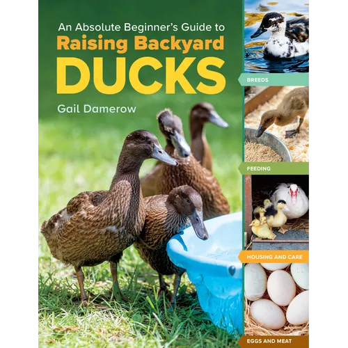 An Absolute Beginner's Guide to Raising Backyard Ducks: Breeds, Feeding, Housing and Care, Eggs and Meat - Paperback