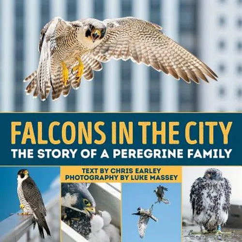 Falcons in the City: The Story of a Peregine Family - Hardcover