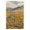 Vintage Journal California Poppies - Paperback