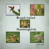 Broad-tailed Hummingbirds - Paperback