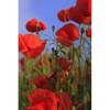 Poppy Meadow: Poppies Are Found Around the Globe from Icy Cold Tundra to Broiling Hot Deserts, Mostly in the Northern Hemisphere. - Paperback