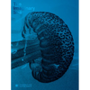 The Imaginary Sea - Hardcover