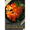 Clivia Plant: Plant Guide - Paperback