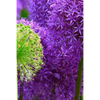 Blossoms: Alliums Are Hardy Bulbs That Produce Dramatic Balls of Purple, Blue, Yellow or Pink Flowers Atop Stiff, Upright Stems. - Paperback