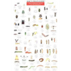 Mac's Field Guides: Northeast Garden Bugs