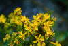 St. John's Wort, Organic, Cut & Sifted