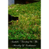 Catholic Teaching On The Morality Of Euthanasia - Paperback