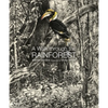 A Walk Through the Rain Forest - Hardcover