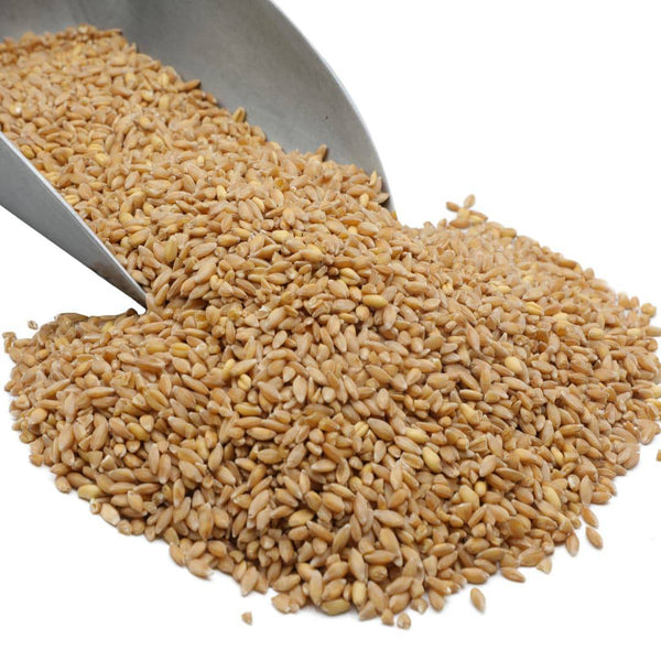 Wheat Berries, Bronze Chief (Red), Certified Glyphosate Free