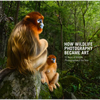 How Wildlife Photography Became Art: 55 Years of Wildlife Photographer of the Year - Hardcover