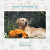 Google The Reading Dog - Paperback