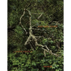 Natural Light - Hardcover