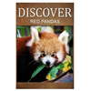 Red Pandas - Discover: Early reader's wildlife photography book - Paperback