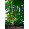 The Catechism Explained: An Exhaustive Exposition Of The Christian Religion - Paperback