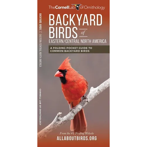 Backyard Birds of Eastern/Central North America: A Folding Pocket Guide to Common Backyard Birds - Paperback