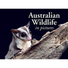 Australian Wildlife in Picture: Celebrating the Unique Nature of the Island Continent, from Kangaroos to Sea Dragons - Paperback