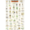 Mac's Field Guides: Northwest Garden Bugs - Paperback