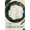Camellia Plant: Plant Guide - Paperback