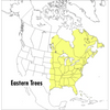 A Peterson Field Guide to Eastern Trees: Eastern United States and Canada, Including the Midwest - Paperback