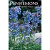 Penstemons - Paperback
