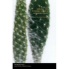 Poems of Hiromi Ito, Toshiko Hirata & Takako Arai - Paperback