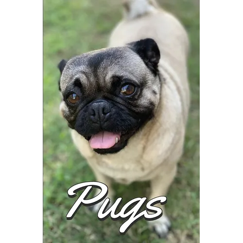 Pugs Photo Book for Writing and Note Taking: Writing Pad with Pug Pictures, Dog Lover Gifts - Paperback