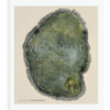Woodcut: (Updated Edition) - Hardcover