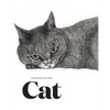 The Book of the Cat: Cats in Art - Paperback