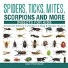 Spiders, Ticks, Mites, Scorpions and More Insects for Kids - Arachnid Edition Children's Bug & Spider Books - Paperback