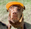 Pets Cap Pineapple
